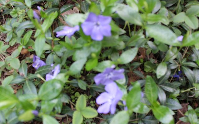 Виктория Добрева